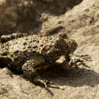 Ululone dal ventre giallo