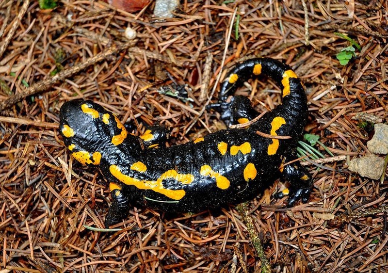 Salamandra pezzata