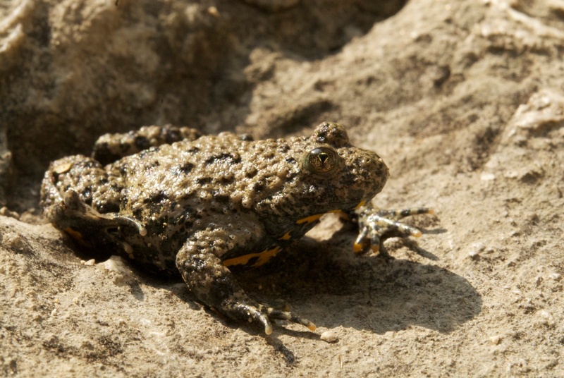 Ululone dal ventre giallo