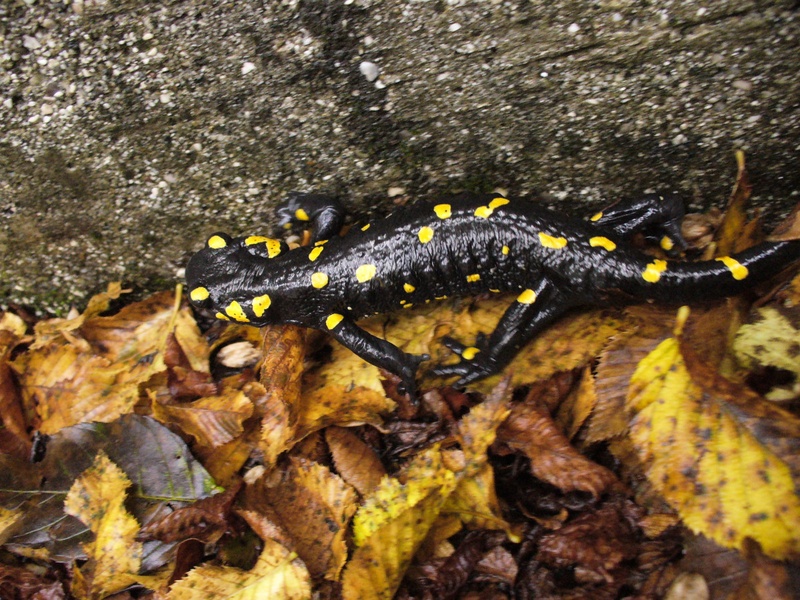 Salamandra pezzata