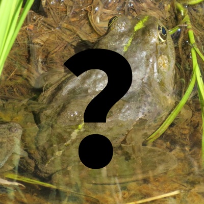 Rana verde indeterminata