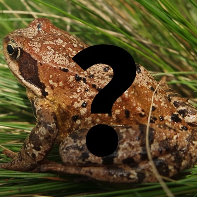 Rana rossa indeterminata