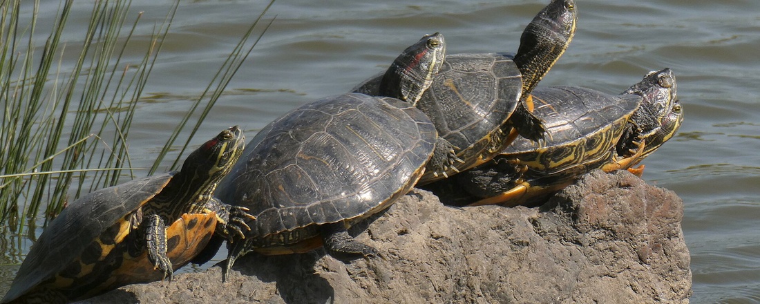 Trachemys: la tartaruga esotica che non va liberata