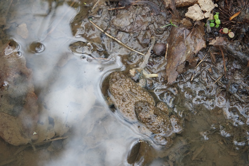 Ululone dal ventre giallo