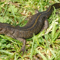 Tritone crestato italiano