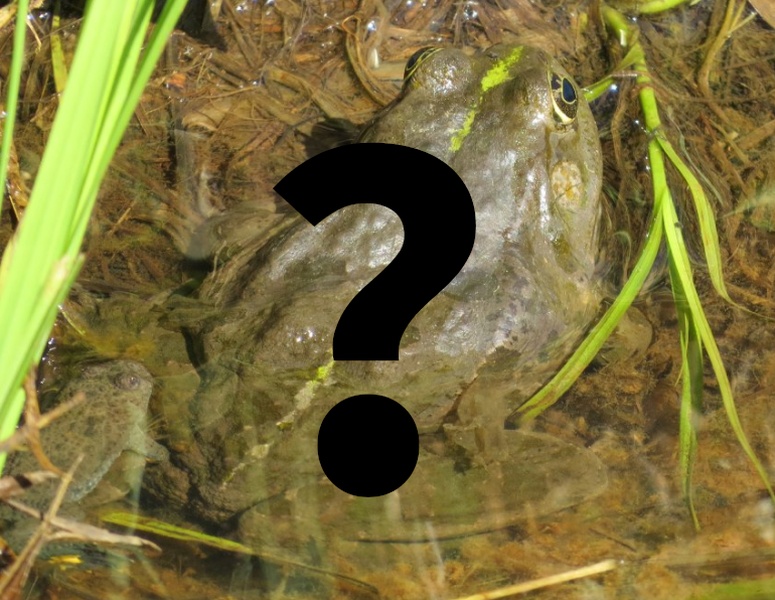 Rana verde indeterminata