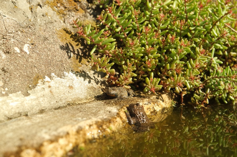 Ululone dal ventre giallo