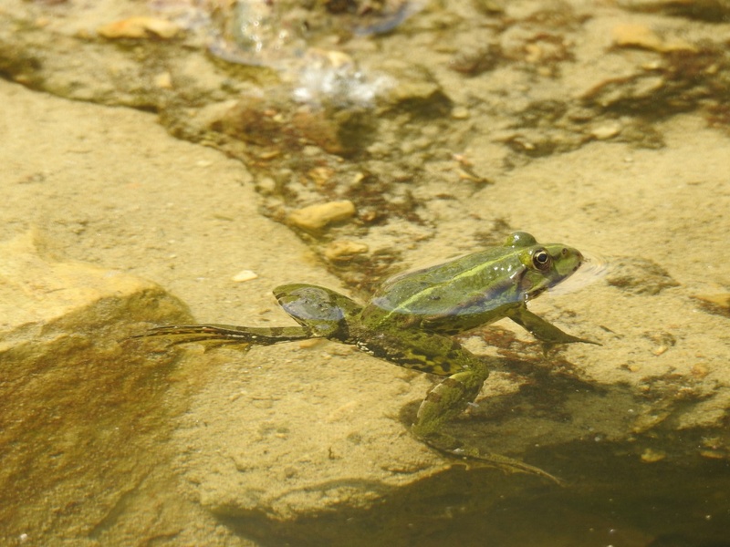 Rana verde indeterminata