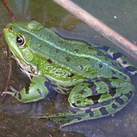 Rana esculenta