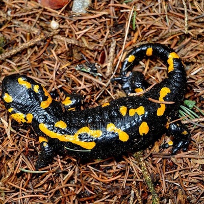 Salamandra pezzata