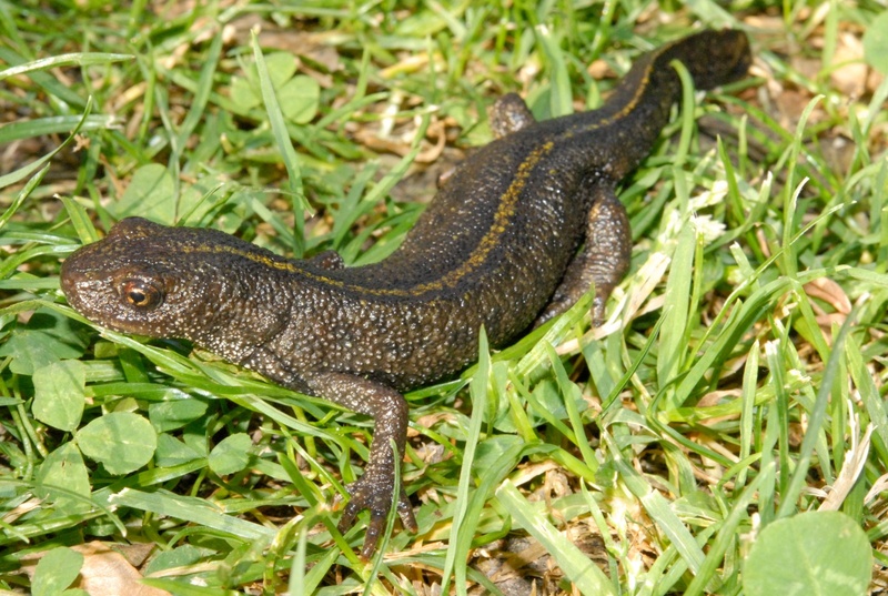 Tritone crestato italiano