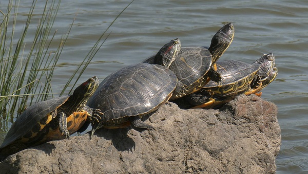 Trachemys: la tartaruga esotica che non va liberata