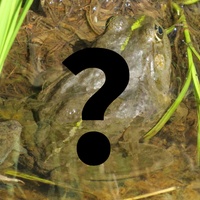 Rana verde indeterminata