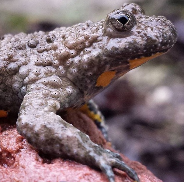 Ululone dal ventre giallo