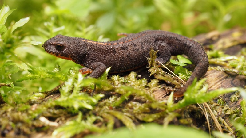 Tritone crestato italiano