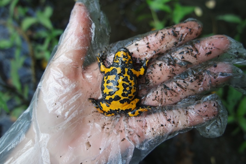 Ululone dal ventre giallo