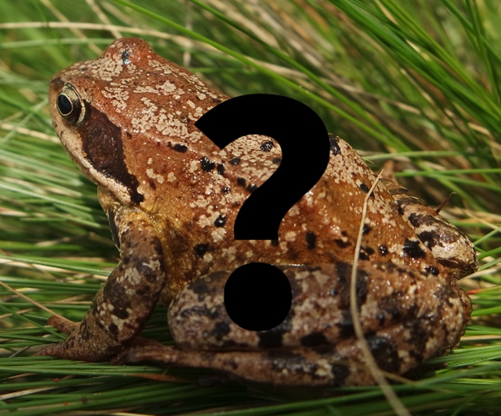 Rana rossa indeterminata