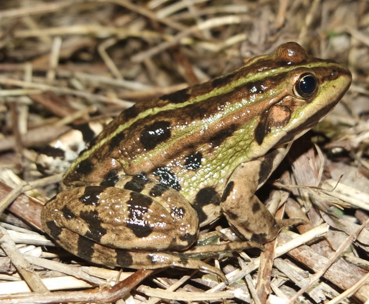 Rana verde indeterminata